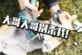 世界上最小的锂电锯长这样！博世EASYCUT 12充电迷你锯微评测视频封面