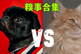 猫狗回村过年，糗事合集！视频封面