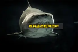 如果被鲨鱼袭击该如何自救？一定要牢牢记住！视频封面