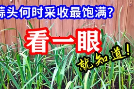 大蒜何时采收蒜头最饱满，老园丁告诉我的经验，大蒜采收有窍门视频封面
