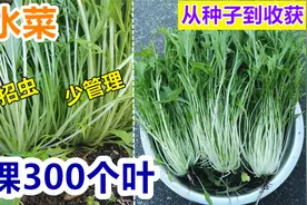 【京水菜/水晶菜】种植, 无虫害,生长旺盛, 新型美味绿叶菜视频封面
