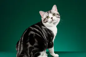 当铲屎官玩游戏时，放个盒子猫猫还会捣乱吗视频封面