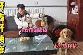 金毛让小亮用牙齿去菠萝皮，不然就向他媳妇告密，小亮该怎么办？视频封面