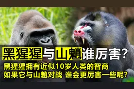 黑猩猩拥有着人类10岁的智力，如果它与山魈相遇，谁会更厉害？视频封面