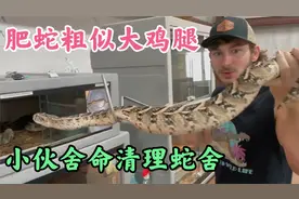 爬行似可爱小火车，火爆全网的剧毒咝蝰，美国小哥舍命清理笼舍视频封面