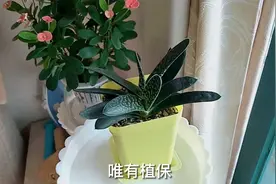 没有阳光的阳台能养花吗？园艺师教你，这位花友的操作值得你学习视频封面