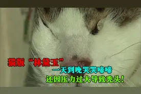 猫版“林黛玉”，猫咪一天到晚哭哭啼啼，还因压力过大导致秃头！视频封面