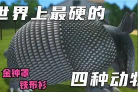 盘点世界上最硬的四种动物，第一个浑身钢铁，能被磁铁吸引！视频封面