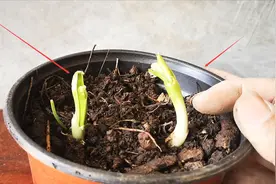 草本植物能嫁接吗？哪些植物适合嫁接？西瓜嫁接就是很好的例子视频封面