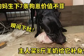 狗妈生下7条狗崽价值不菲，主人给它买羊奶补身体，8斤肉瞬间下肚视频封面