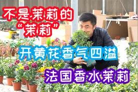 不是茉莉的“茉莉”，开黄花，香气四溢。法国香水茉莉养护分享。视频封面
