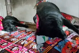 主人去世后，狗狗2天不吃不喝独自躺床上流泪，模样令人心疼不已视频封面