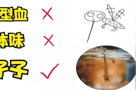 不看后悔，你总招蚊子咬的原因！视频封面