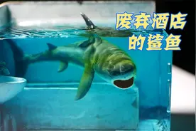 鲨鱼困在废弃浴室十年了，你看了会害怕吗？视频封面