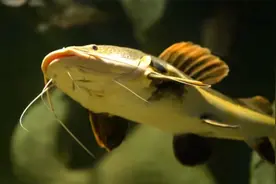 国内水族圈比较经典的观赏鱼之：招财猫鱼视频封面
