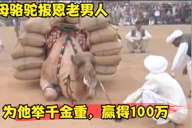 母骆驼为报答老男人的恩情，它决定以死相博为他赢取100万卢比。视频封面
