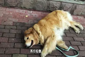 金毛赖在马路上不回家，铲屎的使出“绝招”金毛秒怂，全世界通用视频封面