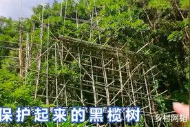 信宜合水有棵年产值几十万的黑榄树，看看这棵被保护起来的值多少视频封面