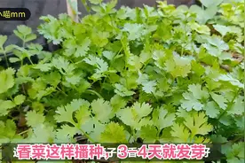 楼顶种菜：香菜这样播种，3-4天就发芽，长得又快又嫩视频封面