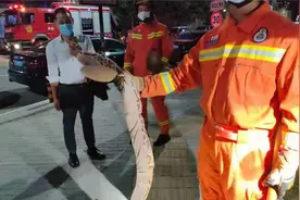 北京市民报警称小区附近有蟒蛇出没 消防员捉住大蛇后大家都笑了视频封面