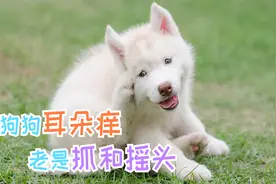 狗狗耳朵痒老是抓和摇头视频封面
