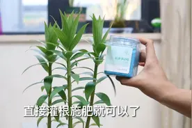 香水百合怎么养？园艺师教你，香水百合的栽培技巧视频封面