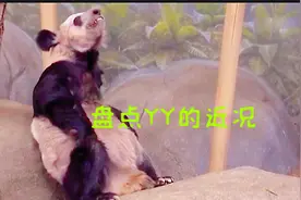 盘点YY的近况视频封面