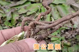 蒲公英根泡水喝功效厉害，解决很多健康大问题，主要有特殊功效视频封面