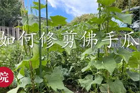 种佛手瓜，相关的修剪追肥薄肥勤施，祝愿大家也都能有个好收成视频封面