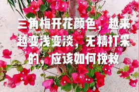 三角梅开花颜色，越来 越变浅变淡，无精打采 的，应该如何挽救视频封面