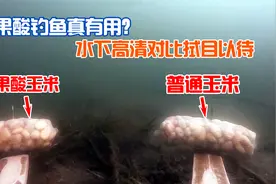夏季果酸钓鱼真有用？下水视频告诉你答案！视频封面