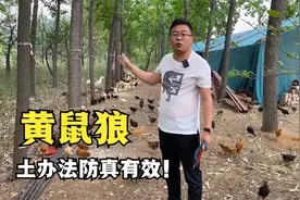 老曹养鸡用土办法防黄鼠狼；网友：真管用！视频封面