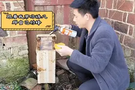 你还在花高价买蜂吗？教你在家附近也能轻松诱到几群蜂视频封面