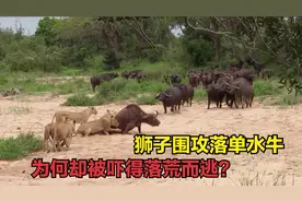 狮子围攻落单水牛，结果却被吓到树上瑟瑟发抖，到底发生了什么？视频封面