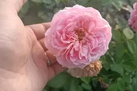 7种大花月季品种，最大的能开到18厘米，花友们可考虑入手视频封面