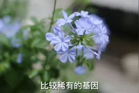什么植物能开出蓝色的花朵？它就是蓝雪花，园艺师教你怎么养视频封面