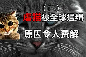 从未见过如此恶心的男人 伤害猫咪 罪不可恕视频封面
