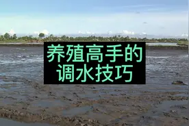 水产养殖当中，这种调水方法，千万不要用！否则可能极大伤害鱼虾视频封面