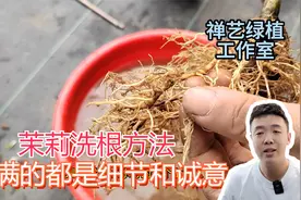 茉莉花洗根换盆教程，满满的都是细节视频封面