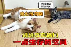 为什么会有人讨厌流浪猫？甚至讨厌到连它们的生存空间都要剥削视频封面
