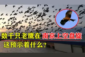 南京现“异常”景观，上千只老鹰聚集盘旋，预示着什么？视频封面