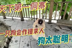 在侗族寨子里发现一只狗，会作揖求人帮忙解开绳子，太不可思议。视频封面