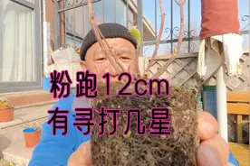 绣球评测又一棵差点五星！有寻12cm“粉色落跑新娘”开箱实拍