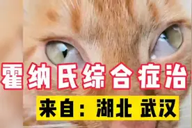 猫咪眼睛有一层膜，这是霍纳氏综合征。视频封面