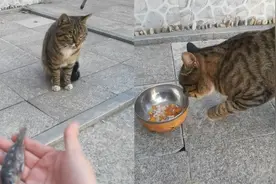 猫咪为报恩送上心爱小鱼干，摆手模样萌翻众人：以前还送过鸡腿视频封面