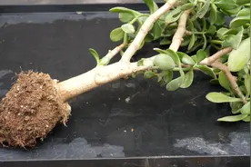 老桩玉树用这种方法换盆，一个星期能恢复生长不用担心死掉视频封面