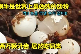 刚出生的蜗牛长这样 有上万颗牙齿 吃兄弟姐妹 如此冷血惊掉下巴视频封面