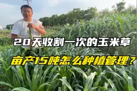 每20天收割一次的墨西哥玉米草，一年收割4~10次，种植管理要掌握视频封面