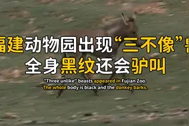 福建动物园出现“三不像”兽，全身黑纹会驴叫，专家发现不简单？视频封面