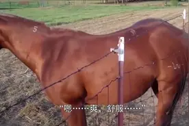山羊意外说起了“人话”，不为别的，全是这东西逼的！视频封面